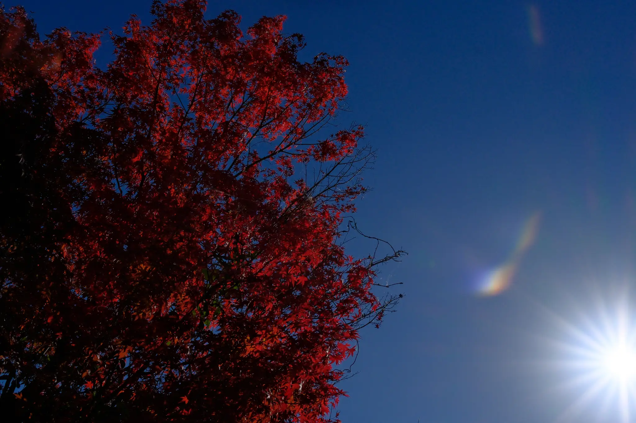 Red autumn maple leaves against a deep blue sky with the sun flaring