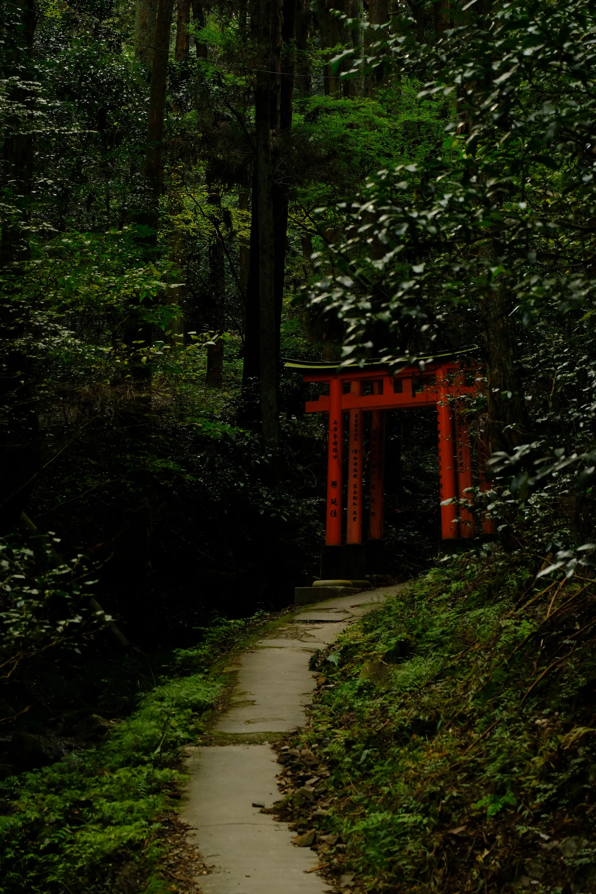 A red torii gate at the end of a stone path through a dense forest